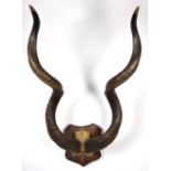 Antlers/Horns: Cape Greater Kudu, circa late 19th century, horns on upper skull cap, right horn