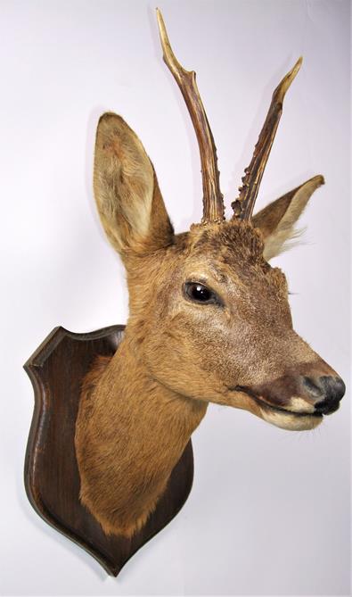 Taxidermy: Roebuck (Capreolus capreolus), circa 1980, neck mount looking straight ahead, mounted