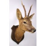 Taxidermy: Roebuck (Capreolus capreolus), circa 1980, neck mount looking straight ahead, mounted