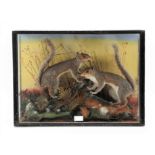 Taxidermy: A Late Victorian Cased Pair of Grey Squirrels (Sciurus carolinensis), by Edward