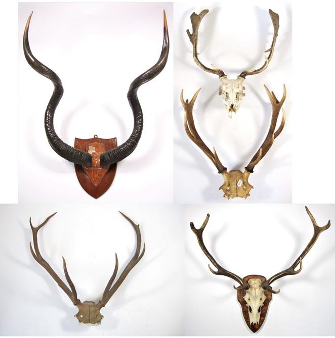 Antlers/Horns: A Selection of Trophy Horns & Antlers, a set of Cape Greater Kudu horns on plaster