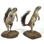 Taxidermy: A Pair of Southern Ground Squirrels (Xerus inauris), modern, two full mount adults