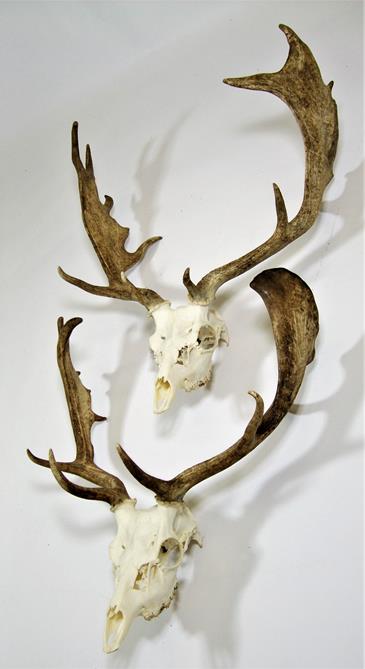 Antlers/Horns: European Fallow Deer (Dama dama), two sets of adult antlers on upper skulls, together - Image 4 of 5