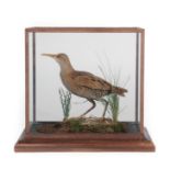 Taxidermy: A Cased Water Rail (Rallus aquaticus), a full mount adult stood upon grit covered
