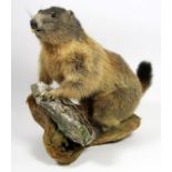Taxidermy: Alpine Marmot (Marmota marmota), circa late 20th century, a full mount adult stood upon a