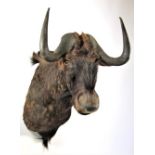 Taxidermy: Black Wildebeest (Connochaetes gnou), modern, high quality shoulder mount, facing
