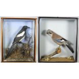 Taxidermy: A Cased Jay & Cased Magpie, circa early 20th century, a full mount adult Jay, perched