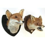 Taxidermy: Two Red Fox Masks (Vulpes vulpes), circa 1986 & 1992, adult fox mask looking straight