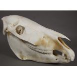 Skulls/Anatomy: Burchell's Zebra Skull (Equus quagga), modern, complete bleached skull, 50cm by 26cm