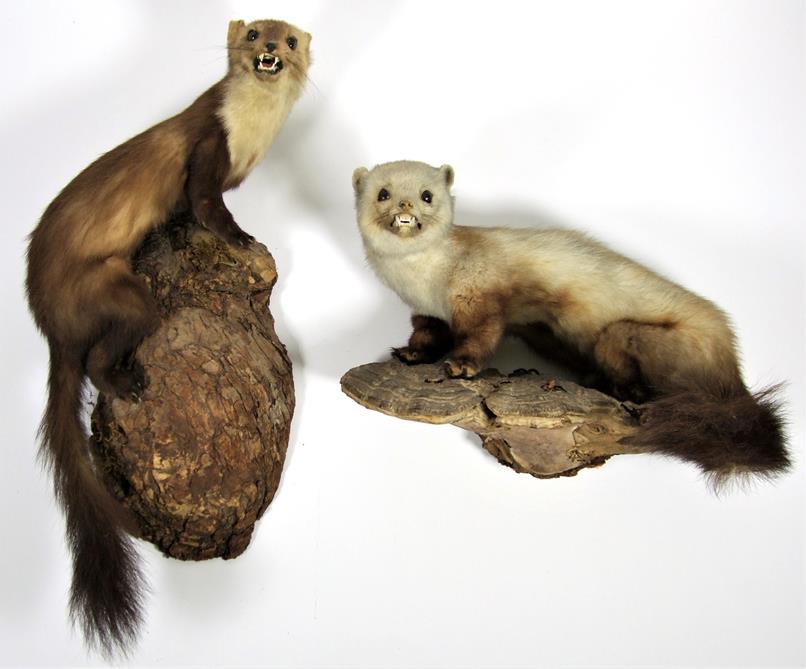 Taxidermy: European Countryside Animals, circa late 20th century, a full mount adult Badger stood - Image 3 of 3