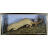 Taxidermy: A Late Victorian Cased European Otter (Lutra lutra), a full mount adult with head turning