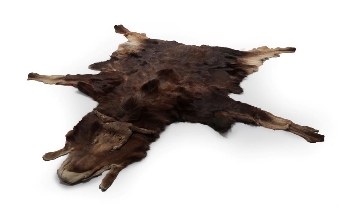 Hides/Pelts: European Moose Hide (Alces alces), circa late 20th century, a large complete tanned