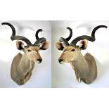 Taxidermy: Cape Greater Kudu (Strepsiceros strepsiceros), modern, South Africa, high quality large