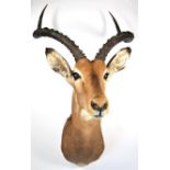 Taxidermy: Common Impala (Aepyceros melampus), modern, high quality shoulder mount looking