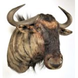 Taxidermy: Blue Wildebeest (Connochaetes taurinus), modern, high quality shoulder mount with head