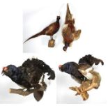 Taxidermy: European Game Birds, circa late 20th century, two full mount adult Black Grouse cock
