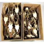 Antlers/Horns: European Roebuck Antlers (Capreolus capreolus), circa late 20th century, fifty five