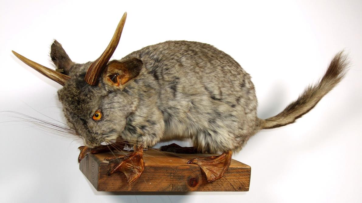 Taxidermy: Badger Mask and Wolperdinger, circa late 20th century, a European Badger mask looking - Image 2 of 4