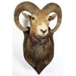 Taxidermy: European Mouflon (Ovis aries musimon), circa 1969, adult male approximately 5 year old