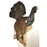 Taxidermy: European Capercaillie (Tetrao urogallus), circa late 20th century, large full mount