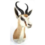 Taxidermy: South African Springbok (Antidorcas marsupialis), modern, high quality shoulder mount