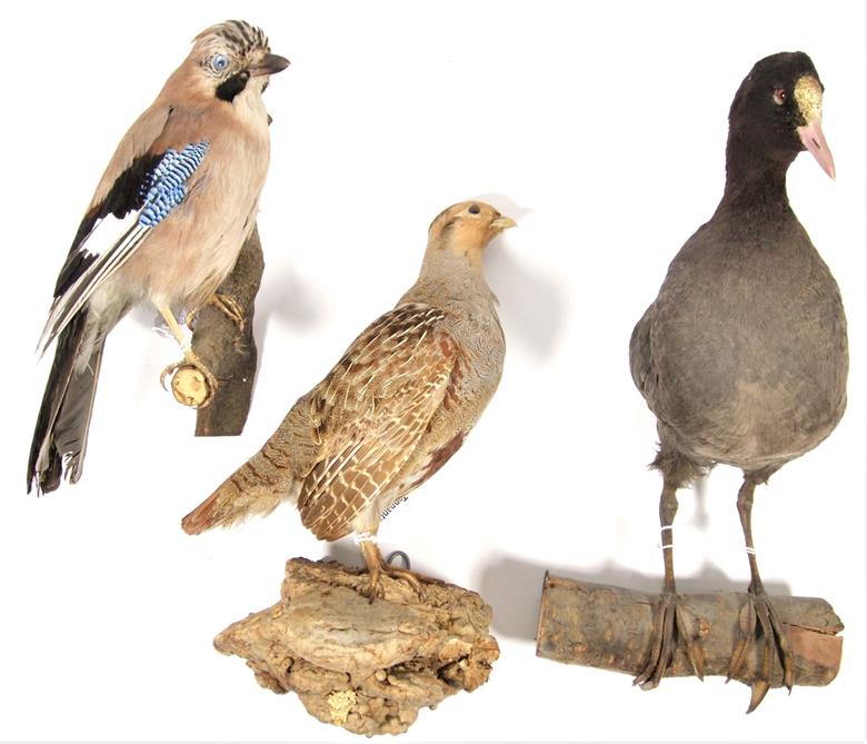 Taxidermy: European Countryside Birds, circa late 20th century, comprising - Jay, English Grey - Image 3 of 3