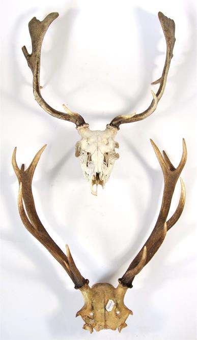 Antlers/Horns: A Selection of Trophy Horns & Antlers, a set of Cape Greater Kudu horns on plaster - Image 5 of 5