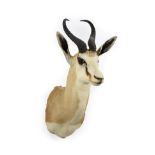 Taxidermy: South African Springbok (Antidorcas marsupialis), modern, South Africa, adult male