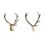 Antlers/Horns: European Red Deer (Cervus elaphus), circa late 20th century, adult stag antlers on