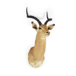 Taxidermy: Common Impala (Aepyceros melampus), modern, South Africa, adult male shoulder mount