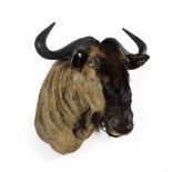 Taxidermy: Blue Wildebeest (Connochaetes taurinus), modern, South Africa, high quality adult bull