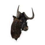 Taxidermy: Black Wildebeest (Connochaetes gnou), modern, South Africa, adult male shoulder mount,