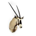 Taxidermy: Gemsbok Oryx (Oryx gazella gazella), modern, South Africa, high quality adult male