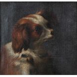 Manner of Piero Francesco Cittadini (1616-1681) Italian Head study of a spaniel Oil on canvas,