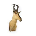 Taxidermy: Cape Red Hartebeest (Alcelaphus caama), modern, South Africa, high quality adult male