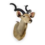 Taxidermy: Cape Greater Kudu (Strepsiceros strepsiceros), modern, South Africa, high quality large