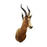 Taxidermy: Blesbok (Damaliscus phillipsi), modern, South Africa, adult male shoulder mount looking