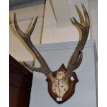 Antlers/Horns: A Set of Rusa Deer antlers (Rusa timorensis), circa 1920, antlers on shield