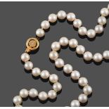 A Cultured Pearl Necklace, the fifty cultured pearls knotted to an 18 carat yellow gold circular