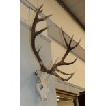 Antlers/Horns: European Red Deer (Cervus elaphus), adult stag antlers on upper skull, Royal - 12
