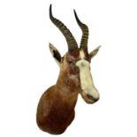 Taxidermy: Blesbok (Damaliscus phillipsi), modern, South Africa, adult male shoulder mount looking