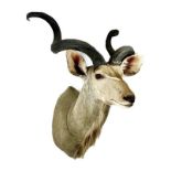 Taxidermy: Cape Greater Kudu (Strepsiceros strepsiceros), modern, South Africa, high quality large