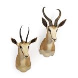 Taxidermy: A Pair of South African Springbok (Antidorcas marsupialis), modern, South Africa, adult