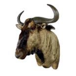 Taxidermy: Blue Wildebeest (Connochaetes taurinus), modern, high quality shoulder mount with head