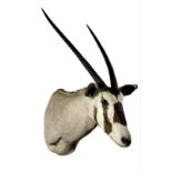 Taxidermy: Gemsbok Oryx (Oryx gazella gazella), modern, South Africa, high quality adult male