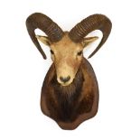 Taxidermy: European Mouflon (Ovis aries musimon), circa late 20th century, approximately three