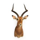 Taxidermy: Common Impala (Aepyceros melampus), modern, South Africa, adult male shoulder mount