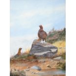 Philip Rickman (1891-1982) ''Grouse'' Signed and dated 197*, watercolour, 38cm by 28.5cm Provenance: