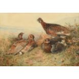 William Woodhouse (1857-1939) Covey of Grouse Signed, watercolour, 37cm by 54.5cm