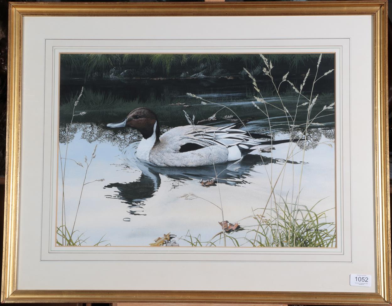 James Renny (b.1946) Pintail Signed and dated (19)79, watercolour and gouache, 37cm by 52.5cm - Image 2 of 3